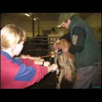 porod3 pomoc krave vytazenim telete a roztahovanim vulvy.JPG